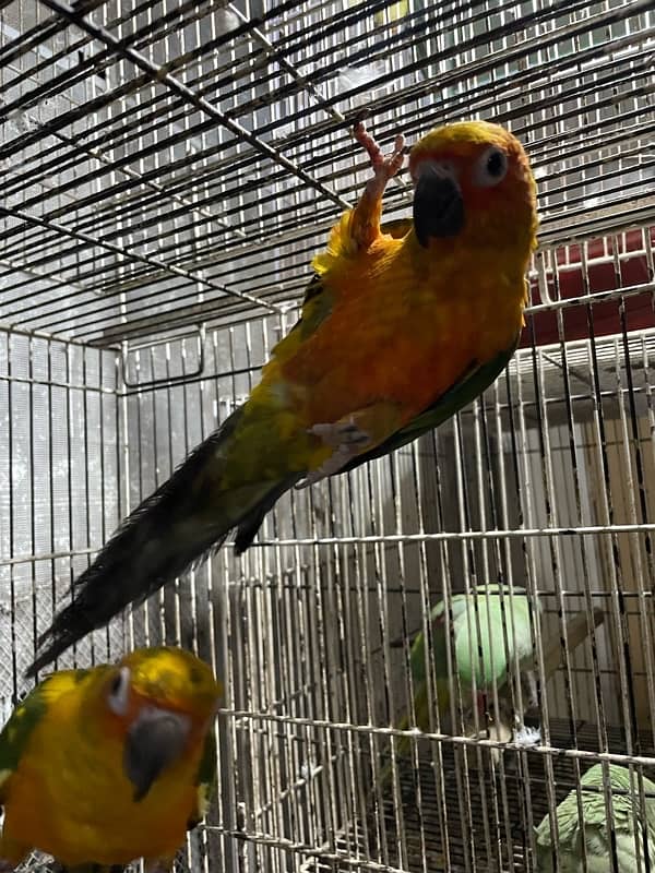 sun conure hand tamed breeder pair 6