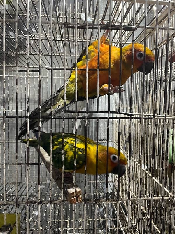 sun conure hand tamed breeder pair 7