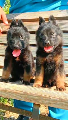 German Shepherd puppies for sale 0