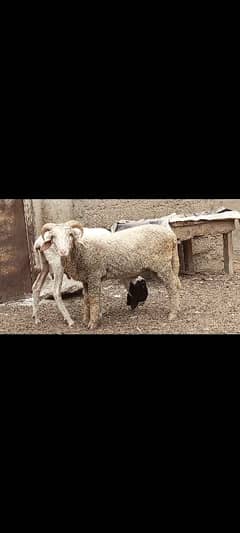 Australian Long Tail sheep