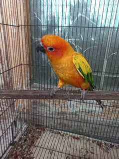 sun conure parrot male dna certified for sale