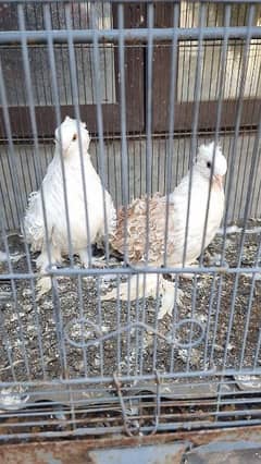 Frill Pigeon Beautiful Pair