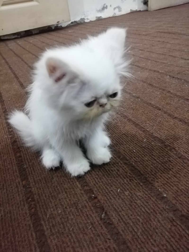 Kitten For Sale Piki Babies 4