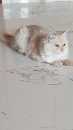 Persian kittens, Persian cats, Doll face for Sale