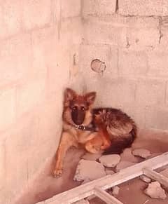 German shepherd for sale