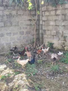 aseel breeder hens with chicks of 4 months for sale