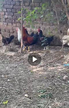 Desi hens available for sale