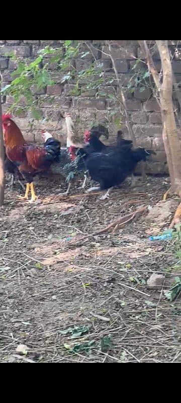 Desi hens available for sale 1