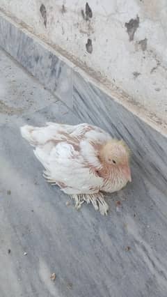 Pigeon  pom and Norwich gubara chicks