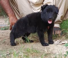 black German Shepherd long coat male / German Shepherd puppy