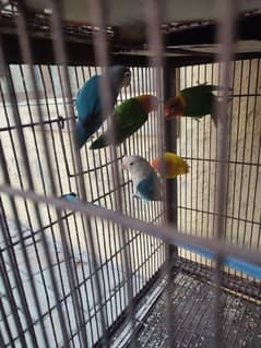 assorted love birds for sale