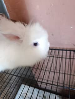 lionhead rabbit