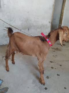 desi bakra male