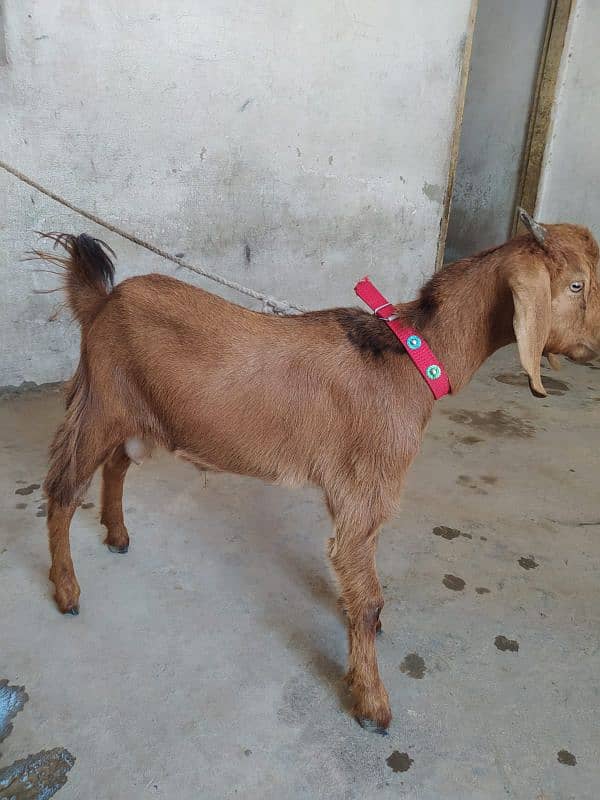 desi bakra male 0