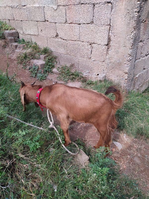 desi bakra male 1