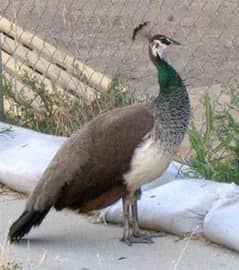 Peacock female  (Morni)