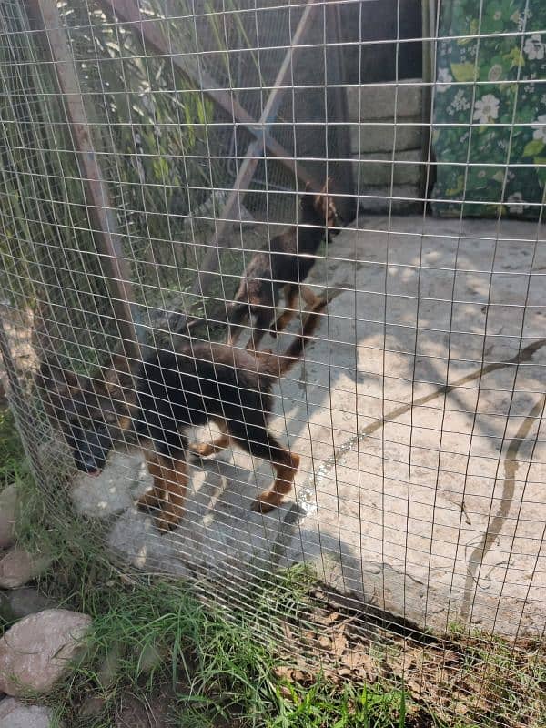 pair of german shephered pups 0