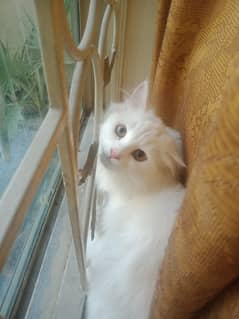 Beautiful and active Persian white male cat