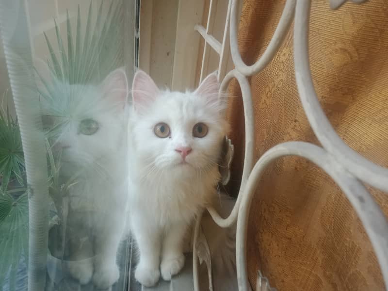 Beautiful and active Persian white male cat 1