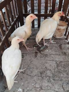 White hera 1. male 2. female for sell 0