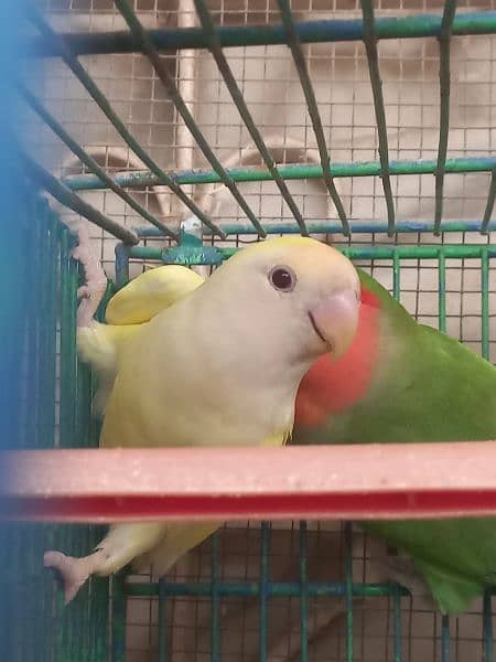 crimino lovebirds 2