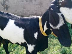 Beautiful female Beetal  goat,Goat for sale