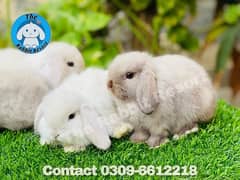 Fancy Rabbits Ready to Breed - Holland Lop - Lion Head Dwarf - Hotot