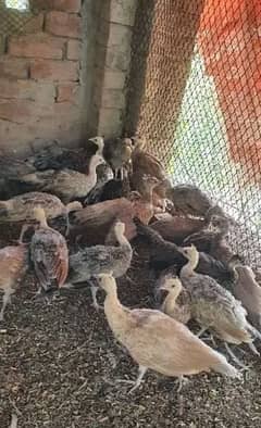 Peacock Chicks All Varieties