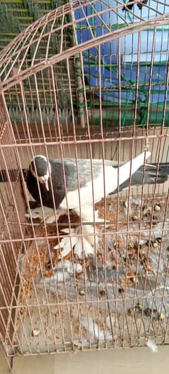 Fancy pigeons for sale 0