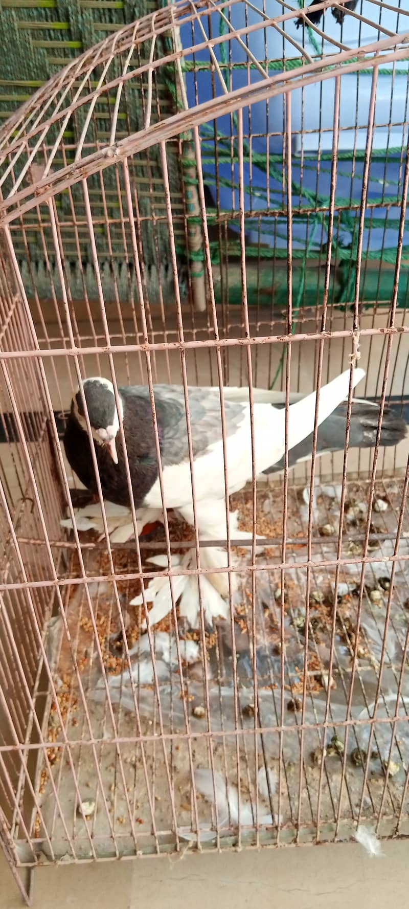 Fancy pigeons for sale 0