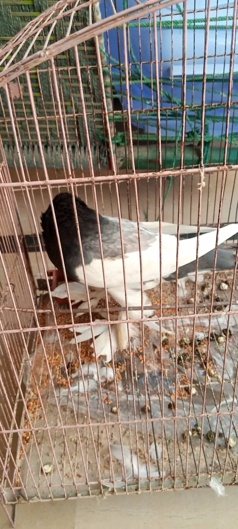 Fancy pigeons for sale 1