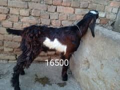 Bital bakra 03145387877