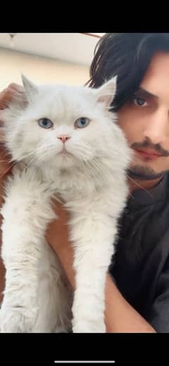 White Persian Adults Cat Pair Double Coated Beaitiful Face