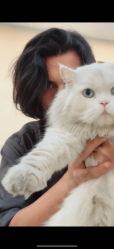 White Persian Adults Cat Pair Double Coated Beaitiful Face 1