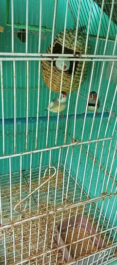 3 Finches birds