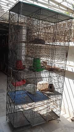 Birds cage