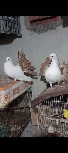 Redtail breeder pair