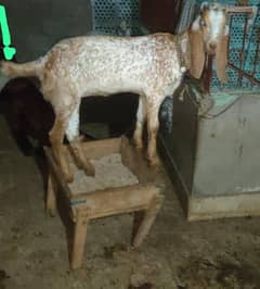 1 Goats Fr Sale Makka Cheni Bakri 9 Month Cross