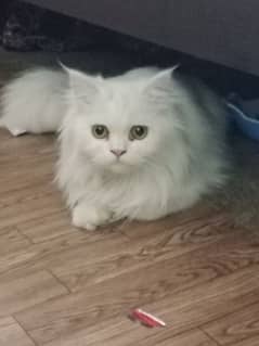 Persian Male cat