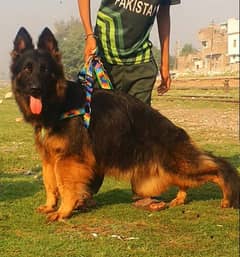 German Shepherd  proper long coat female for sale