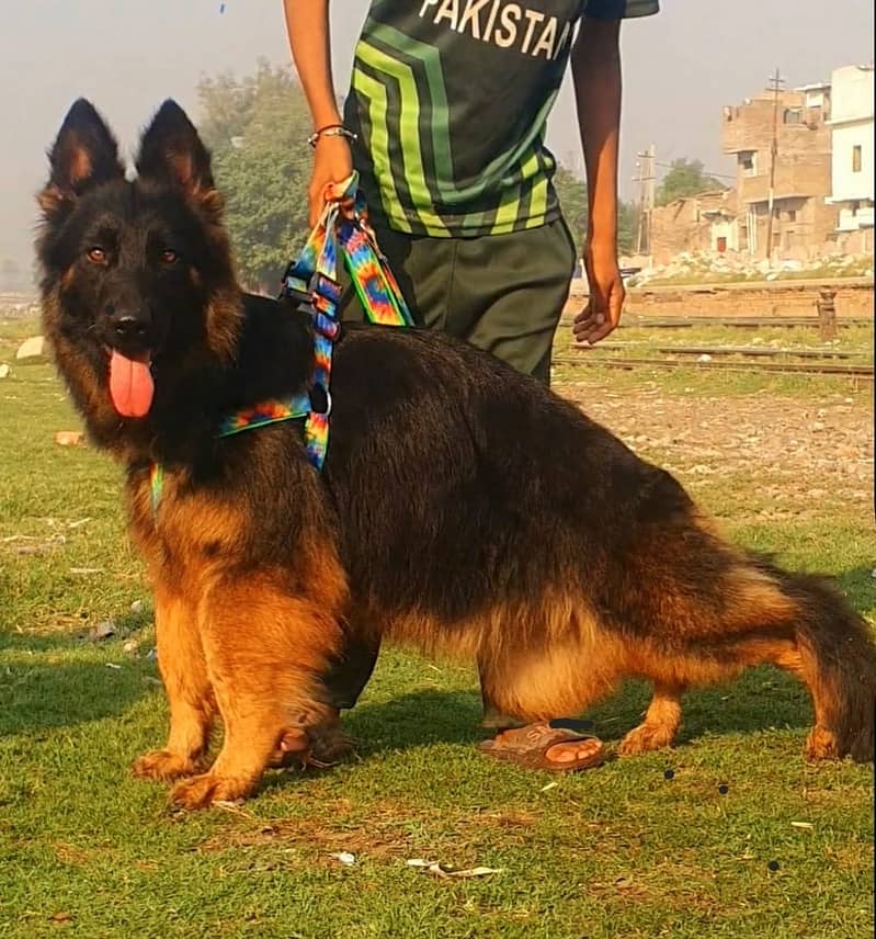 German Shepherd  proper long coat female for sale 0