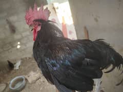 2 egg laying austrolop available, with one rooster