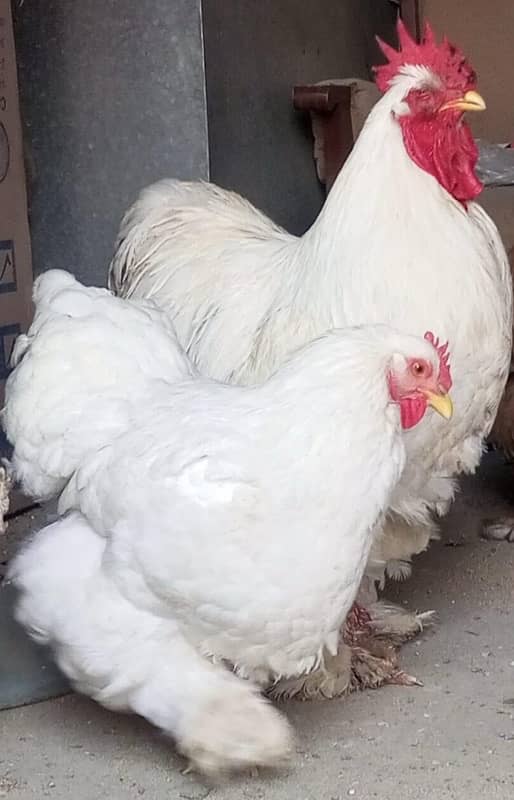 silkie pair white and black 7