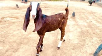 Ablack Bakra