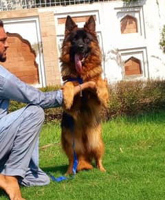 German Shepherd female proper long coat for sale