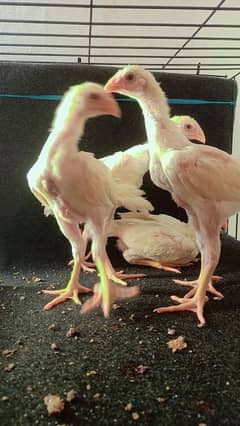 White king Oh Shamo Chick's for sale. Very Top Quality Bird.