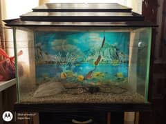 Fish Aquarium 2.5 feet