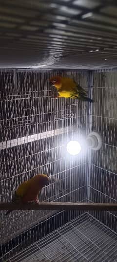 sun conure breader pair for sale 0