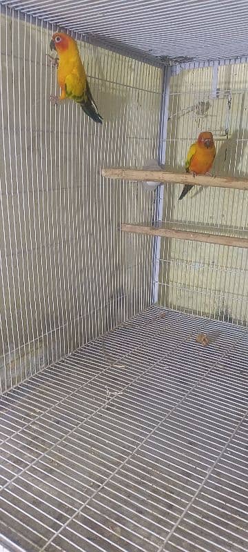 sun conure breader pair for sale 1