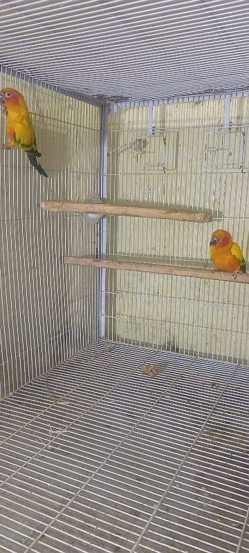 sun conure breader pair for sale 2